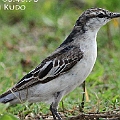 White-winged Triller<br />Canon EOS 7D + EF400 F5.6L